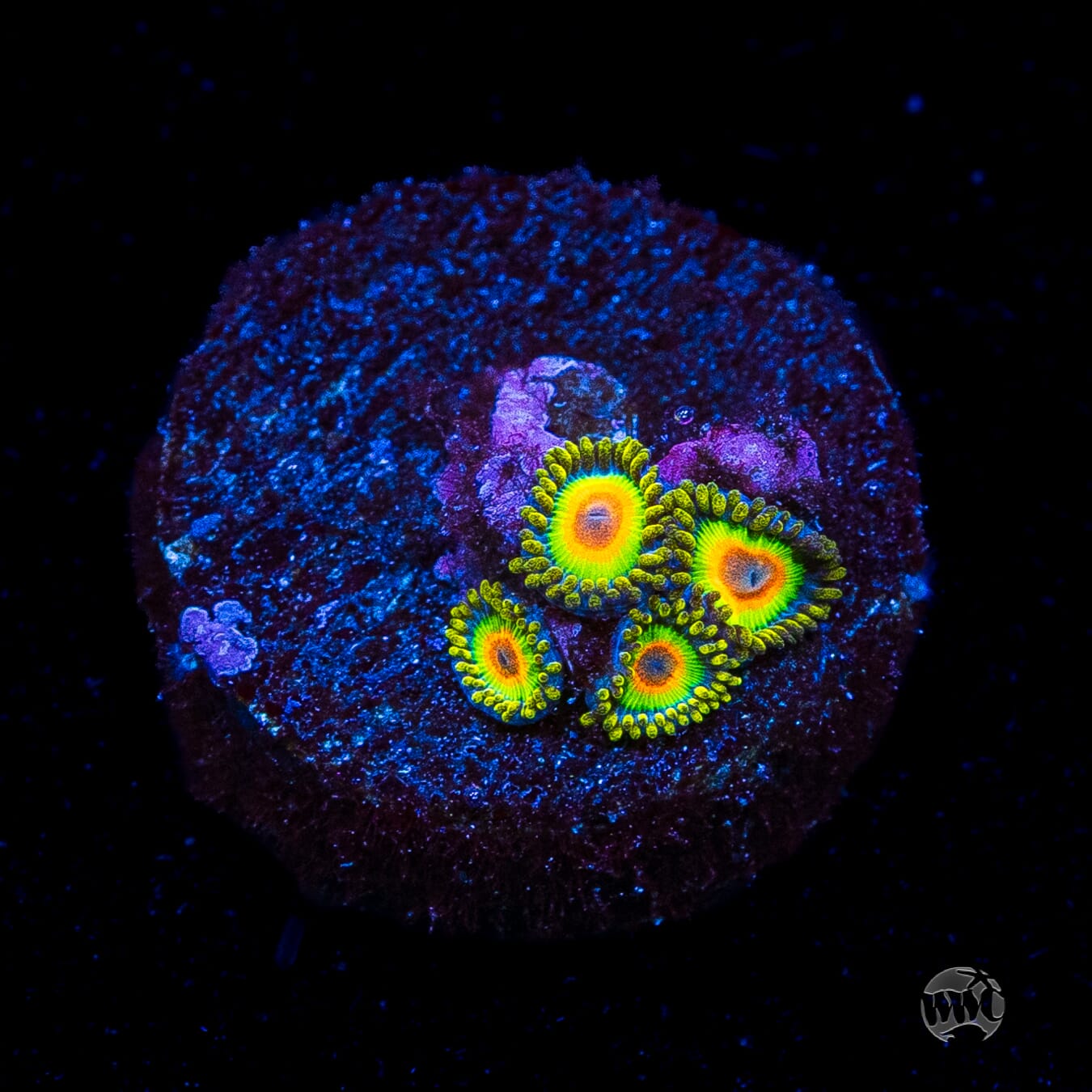 Rasta Zoanthids