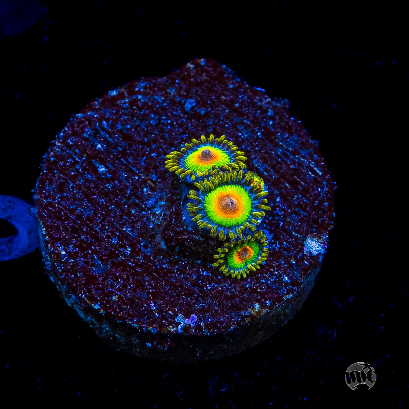 Rasta Zoanthids