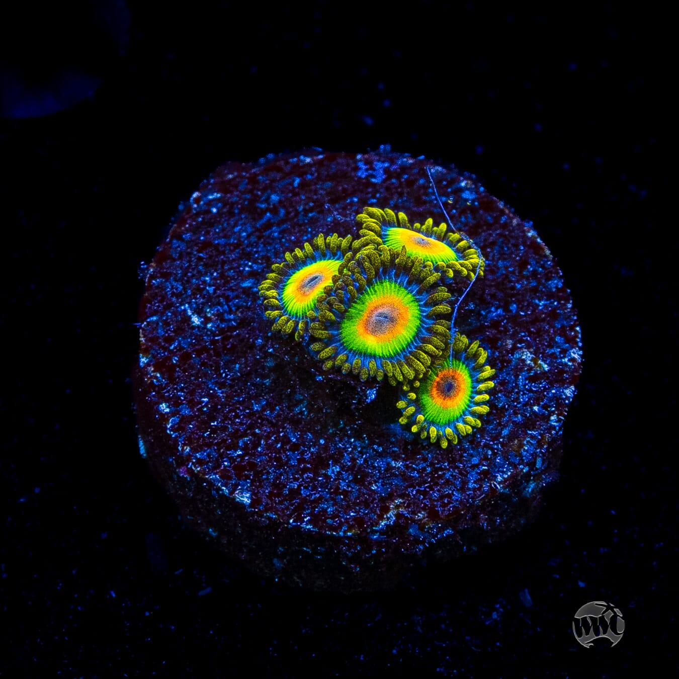 Rasta Zoanthids