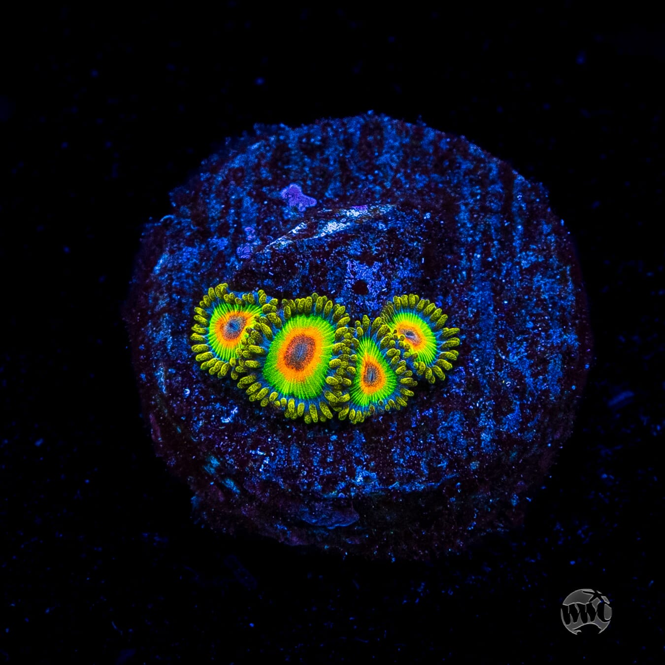 Rasta Zoanthids