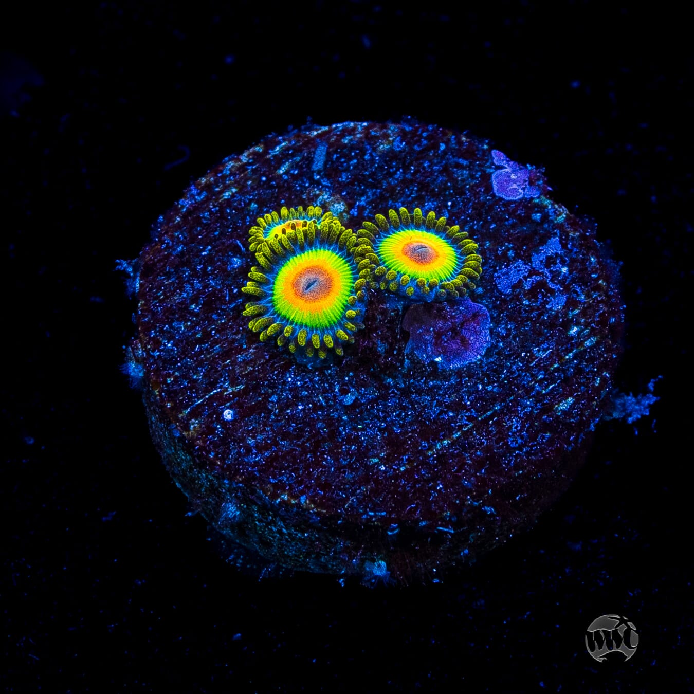 Rasta Zoanthids