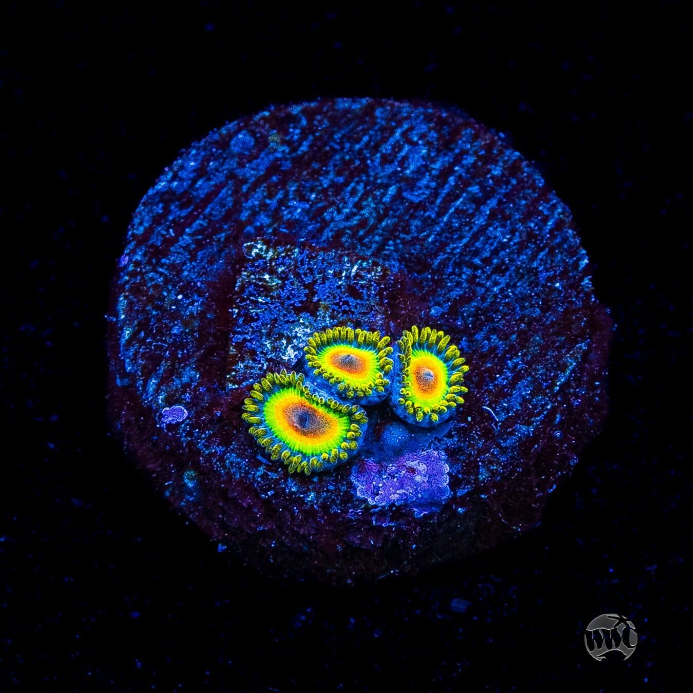 Rasta Zoanthids