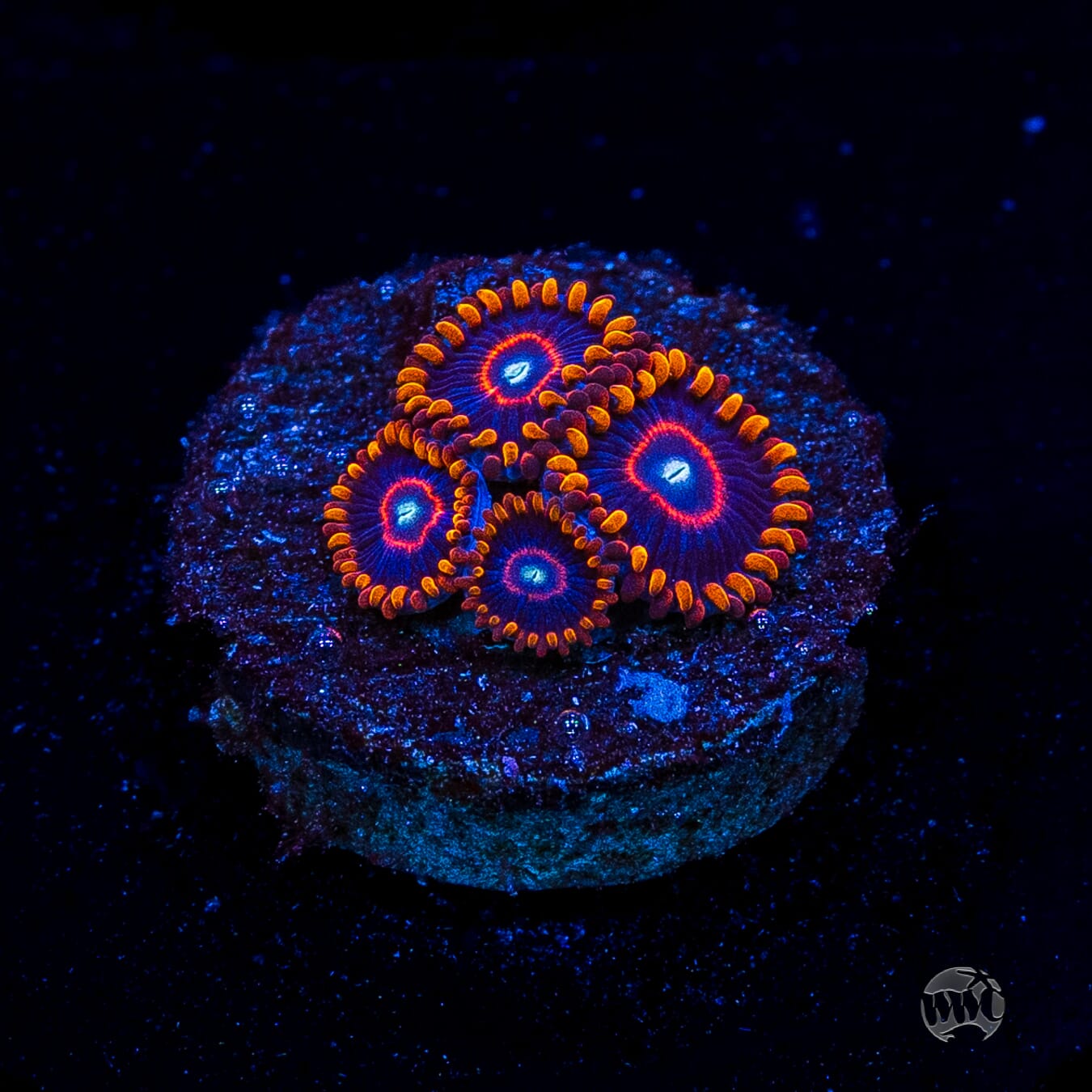 Red Hornet Zoanthids