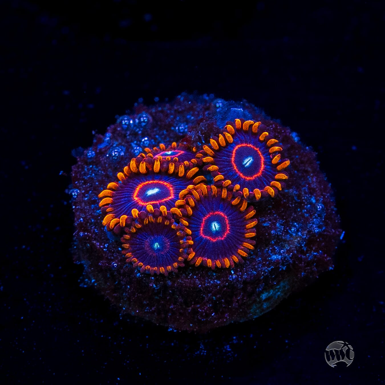 Red Hornet Zoanthids