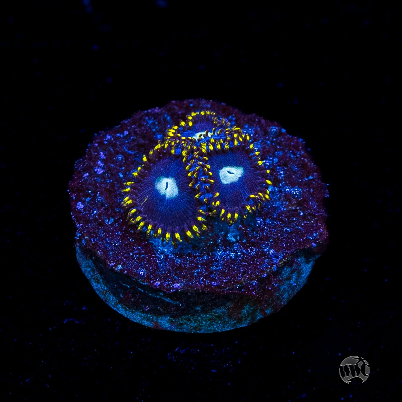 WWC Crown Royal Zoanthids
