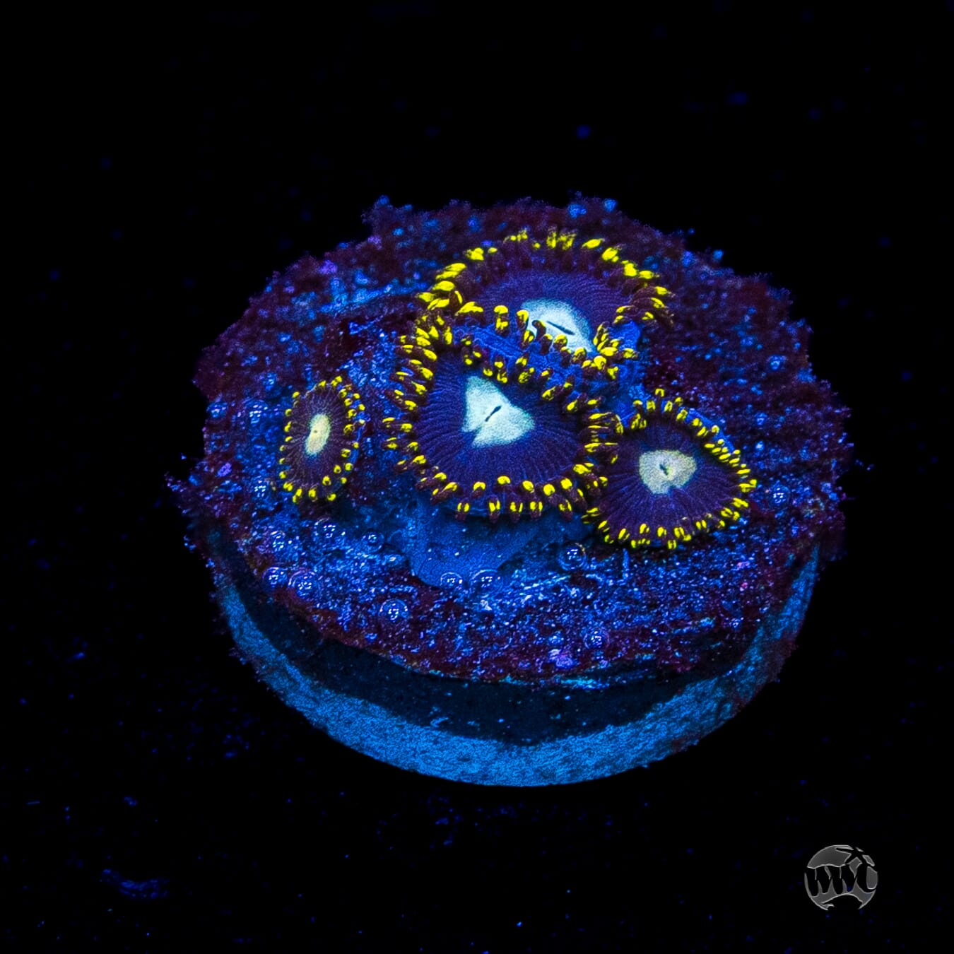 WWC Crown Royal Zoanthids