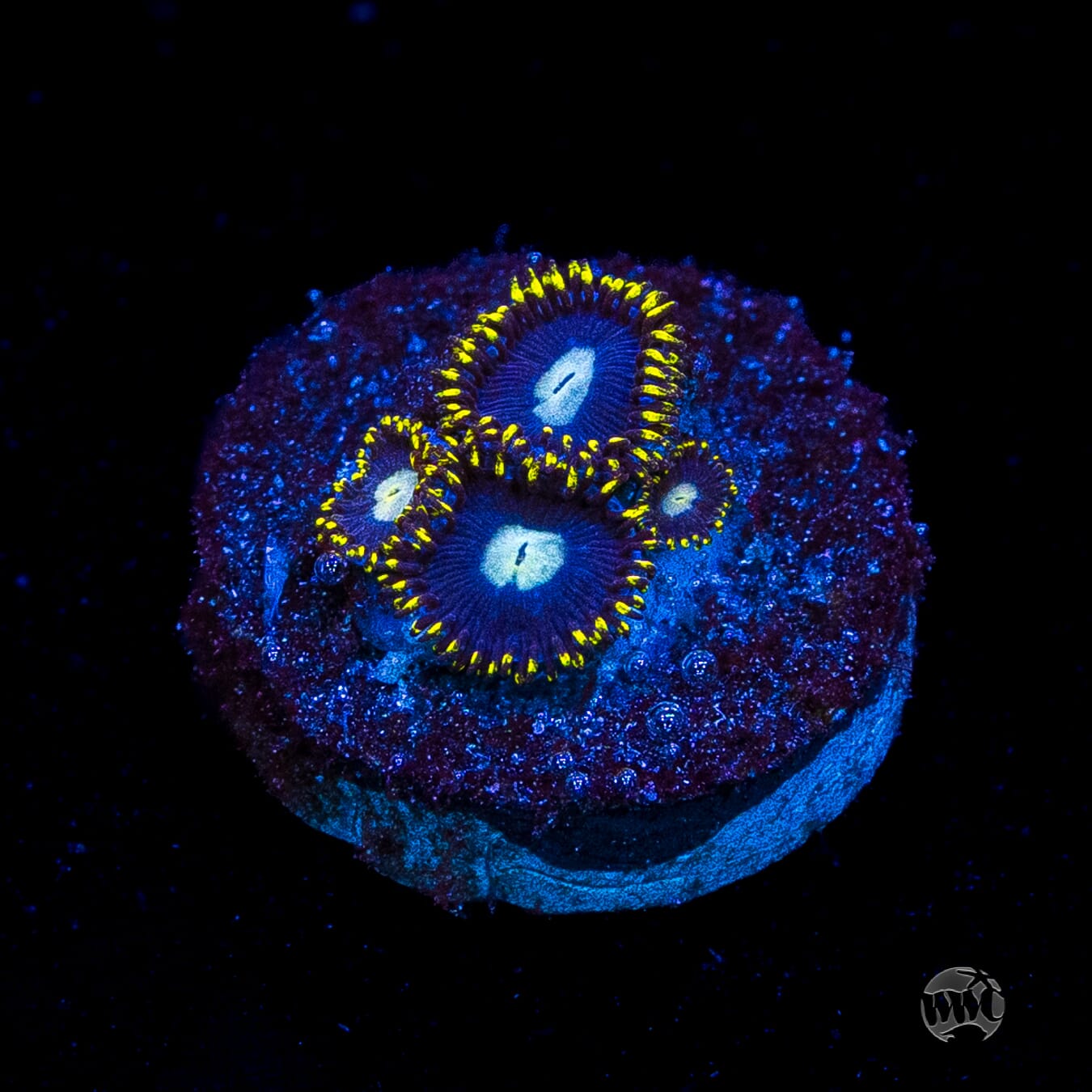 WWC Crown Royal Zoanthids