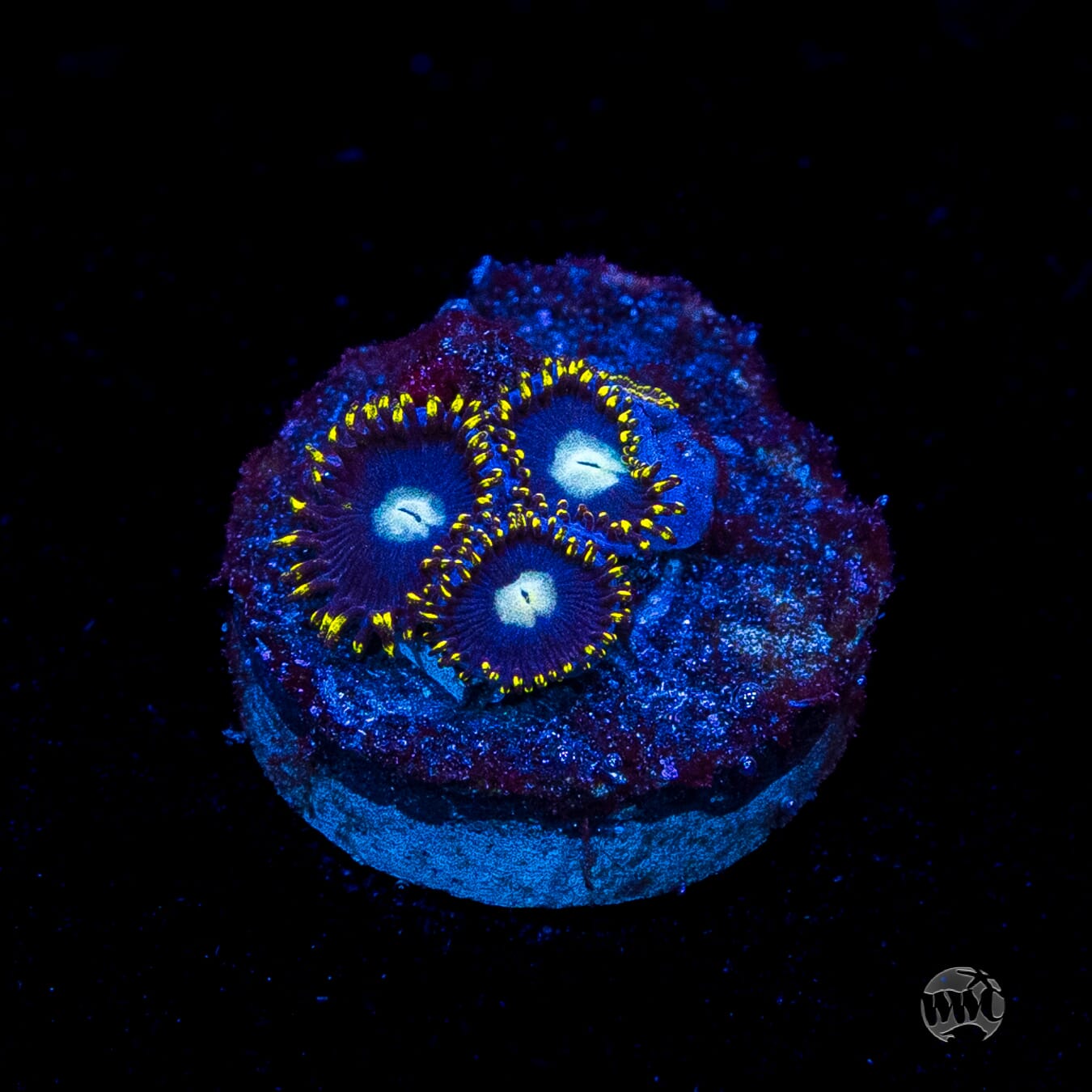WWC Crown Royal Zoanthids