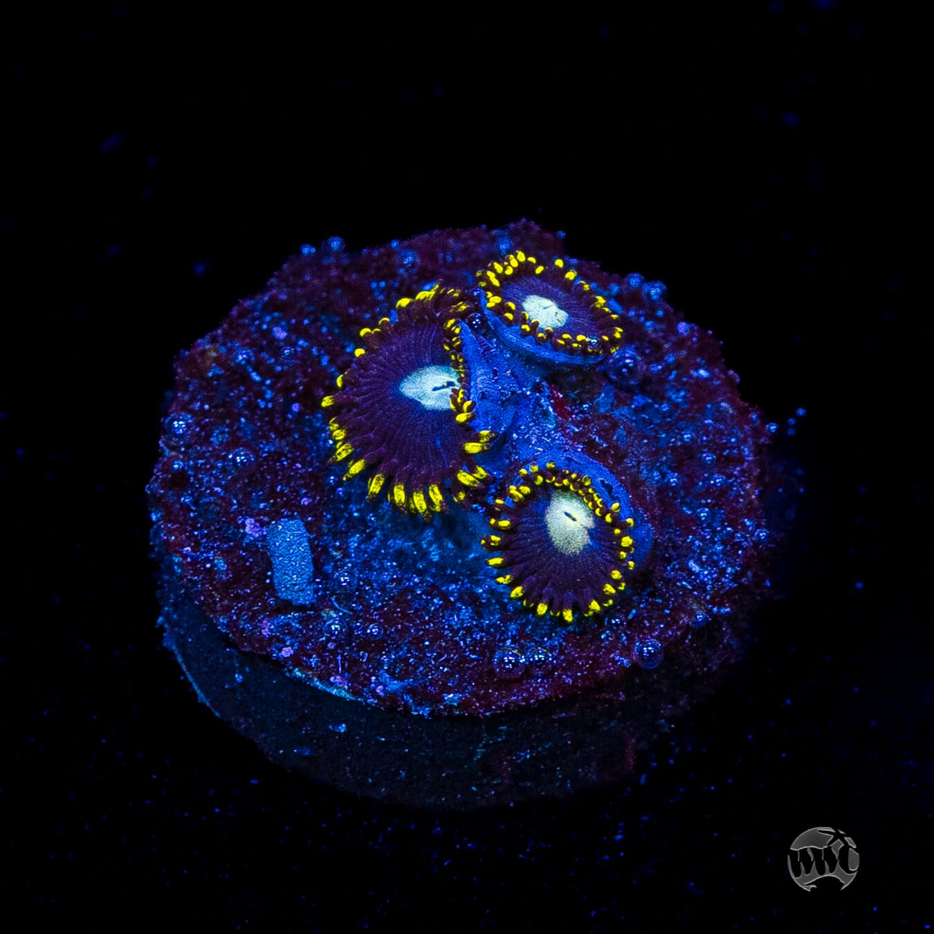 WWC Crown Royal Zoanthids
