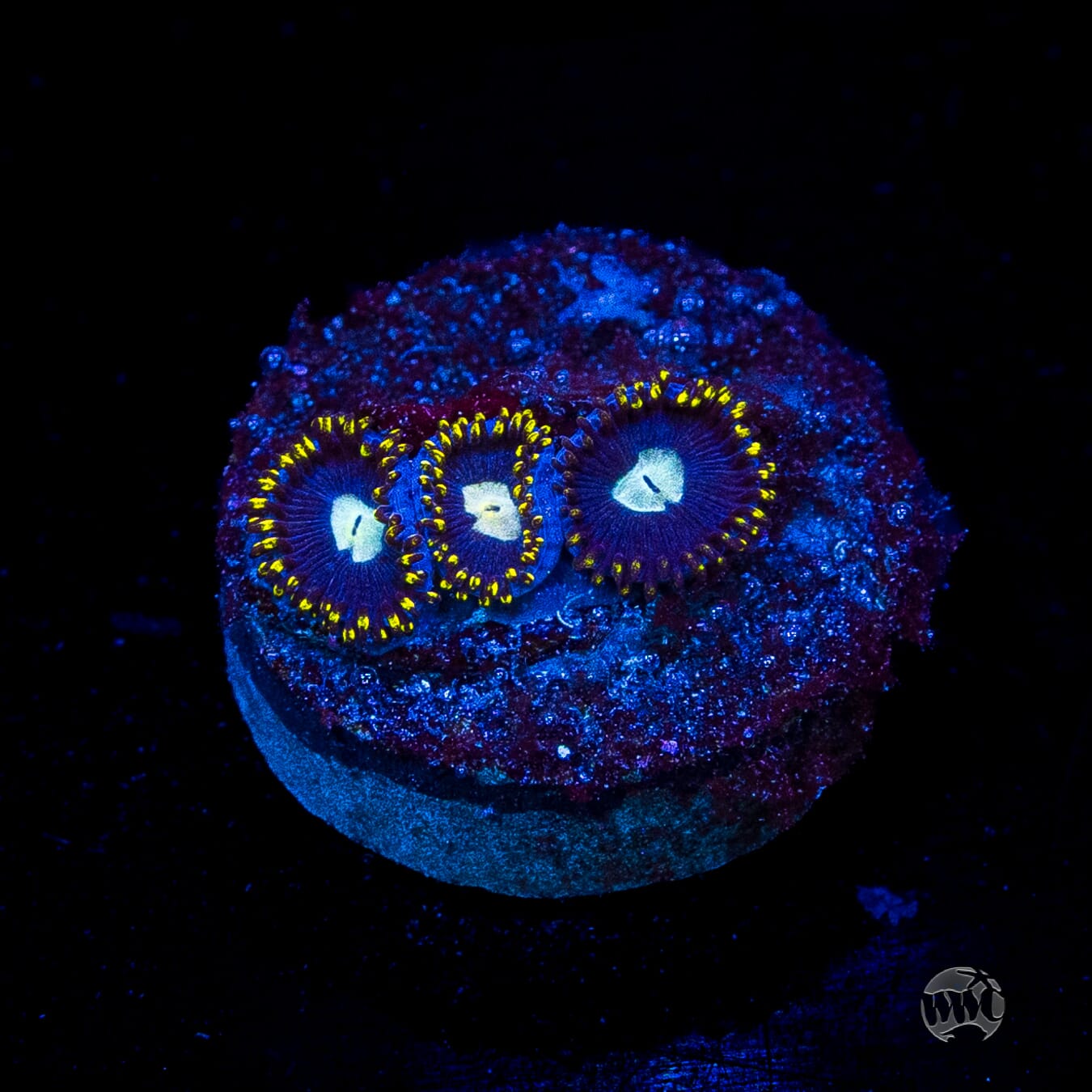 WWC Crown Royal Zoanthids