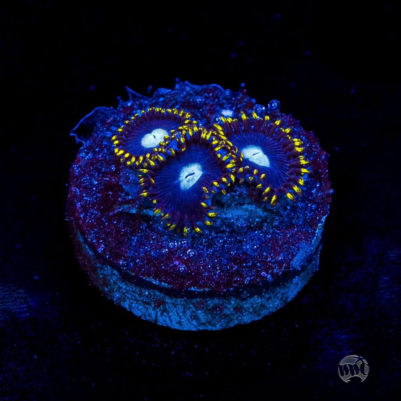 WWC Crown Royal Zoanthids