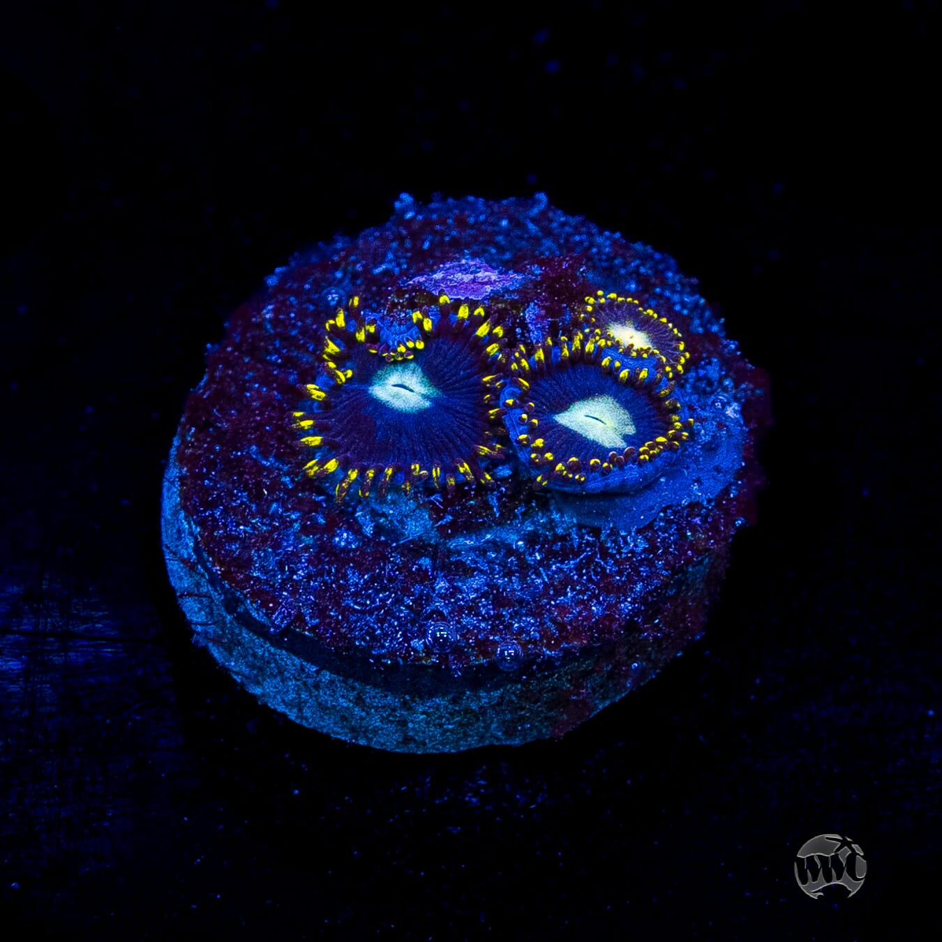 WWC Crown Royal Zoanthids