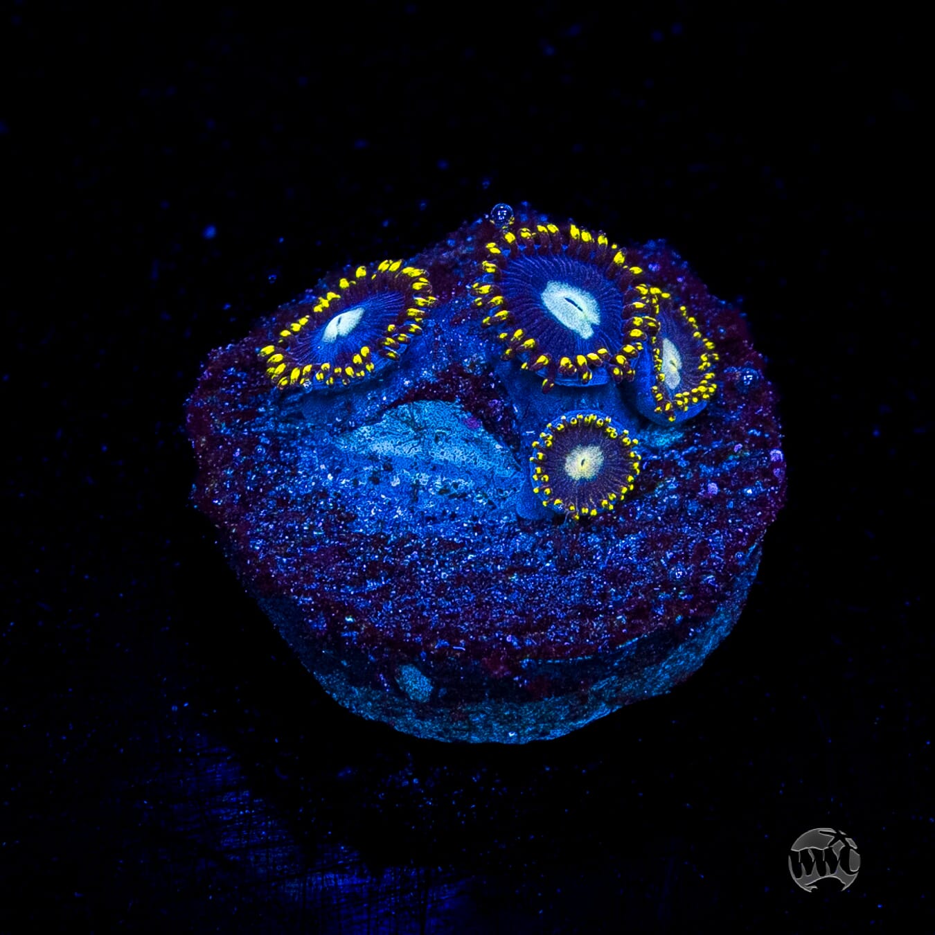 WWC Crown Royal Zoanthids