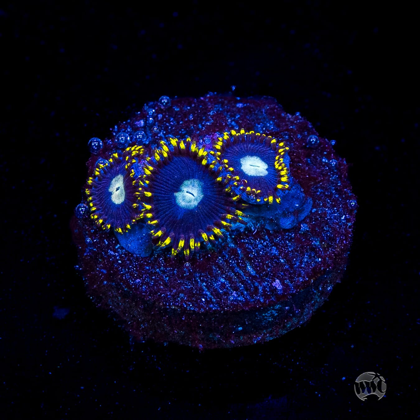WWC Crown Royal Zoanthids