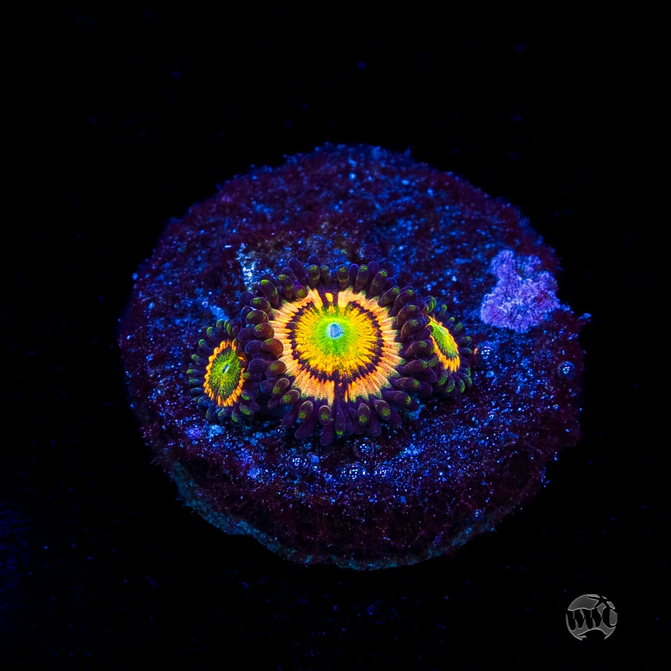 Citrus Cooler Zoanthids