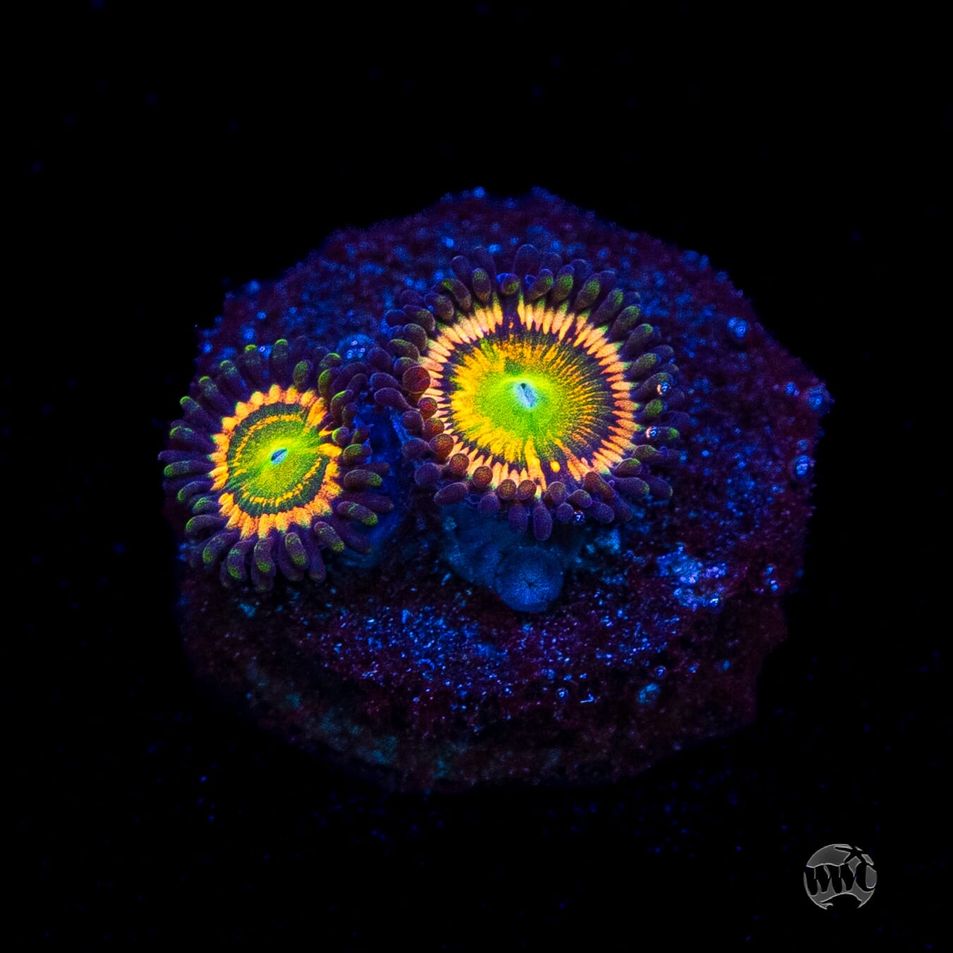Citrus Cooler Zoanthids