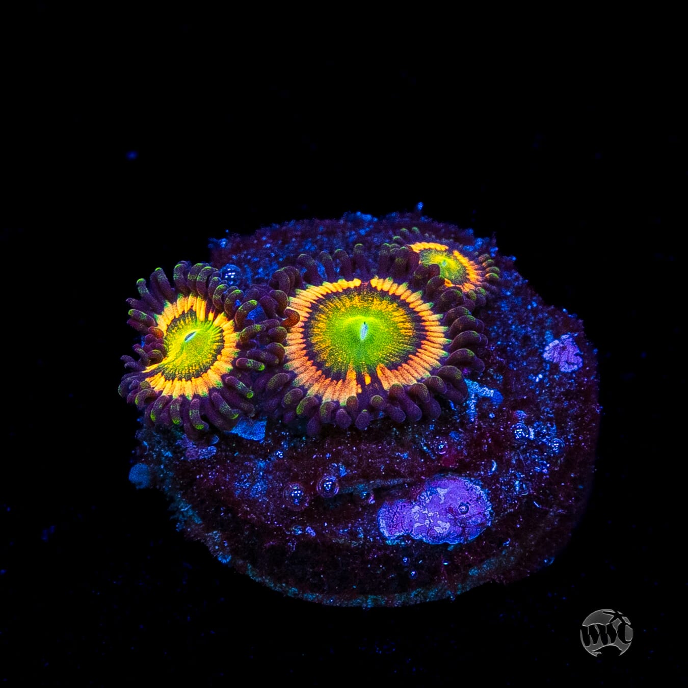 Citrus Cooler Zoanthids