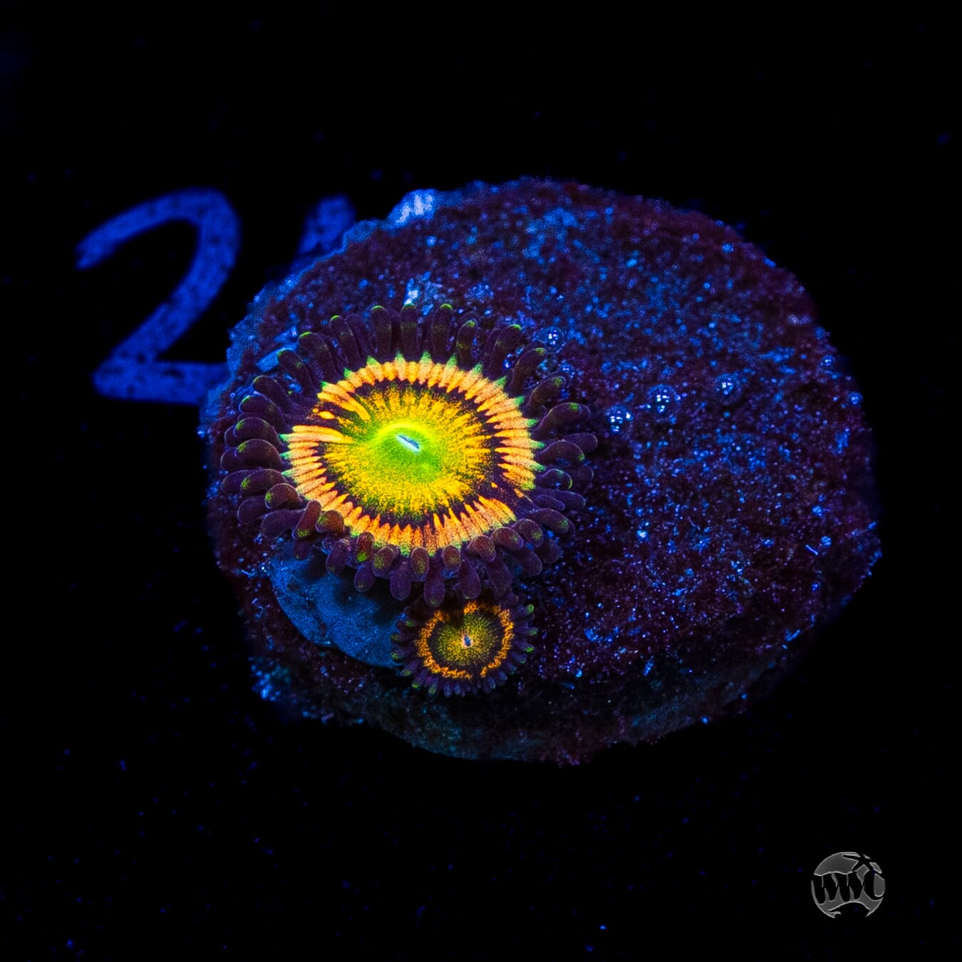 Citrus Cooler Zoanthids