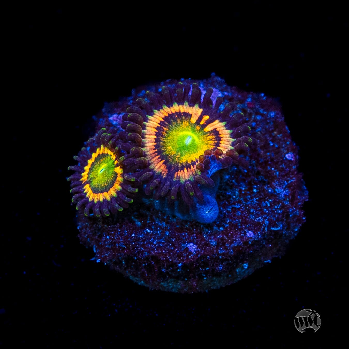 Citrus Cooler Zoanthids