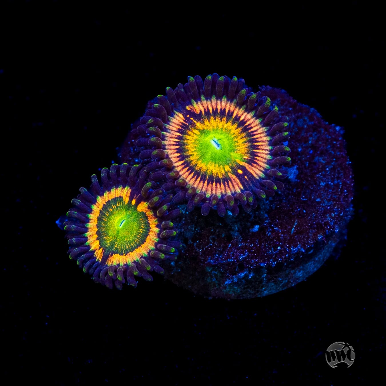 Citrus Cooler Zoanthids