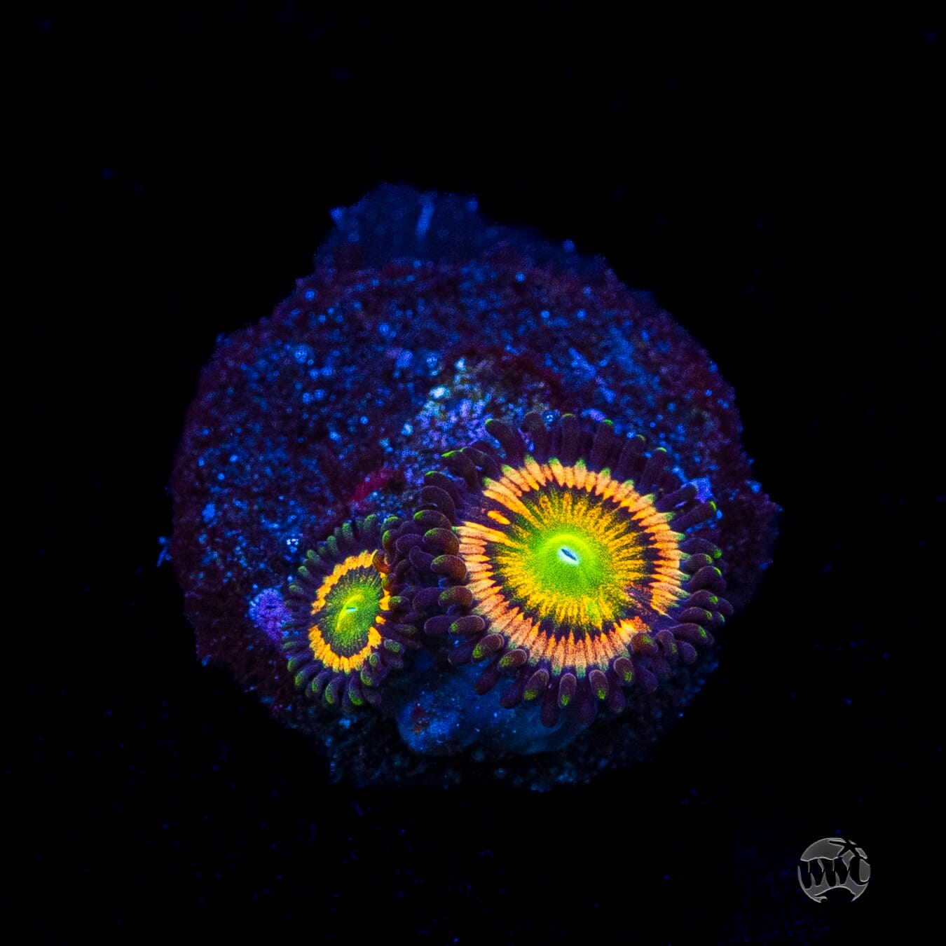 Citrus Cooler Zoanthids