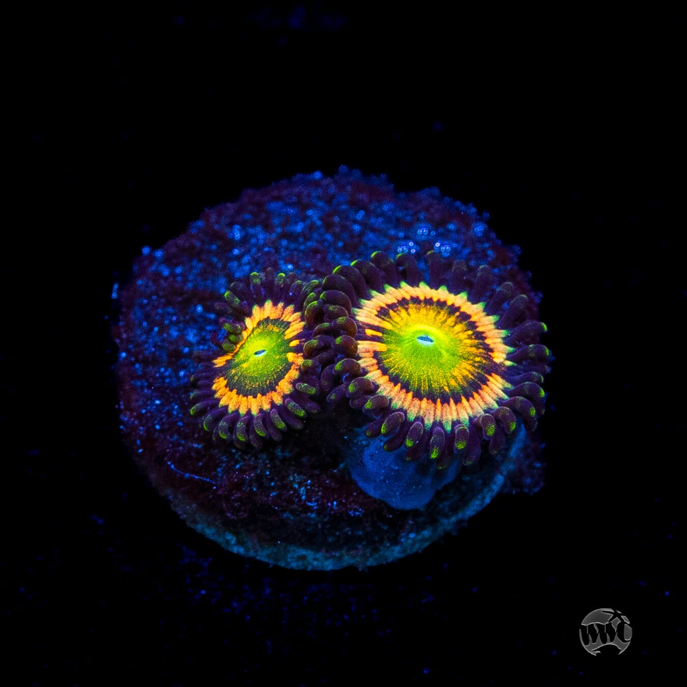 Citrus Cooler Zoanthids