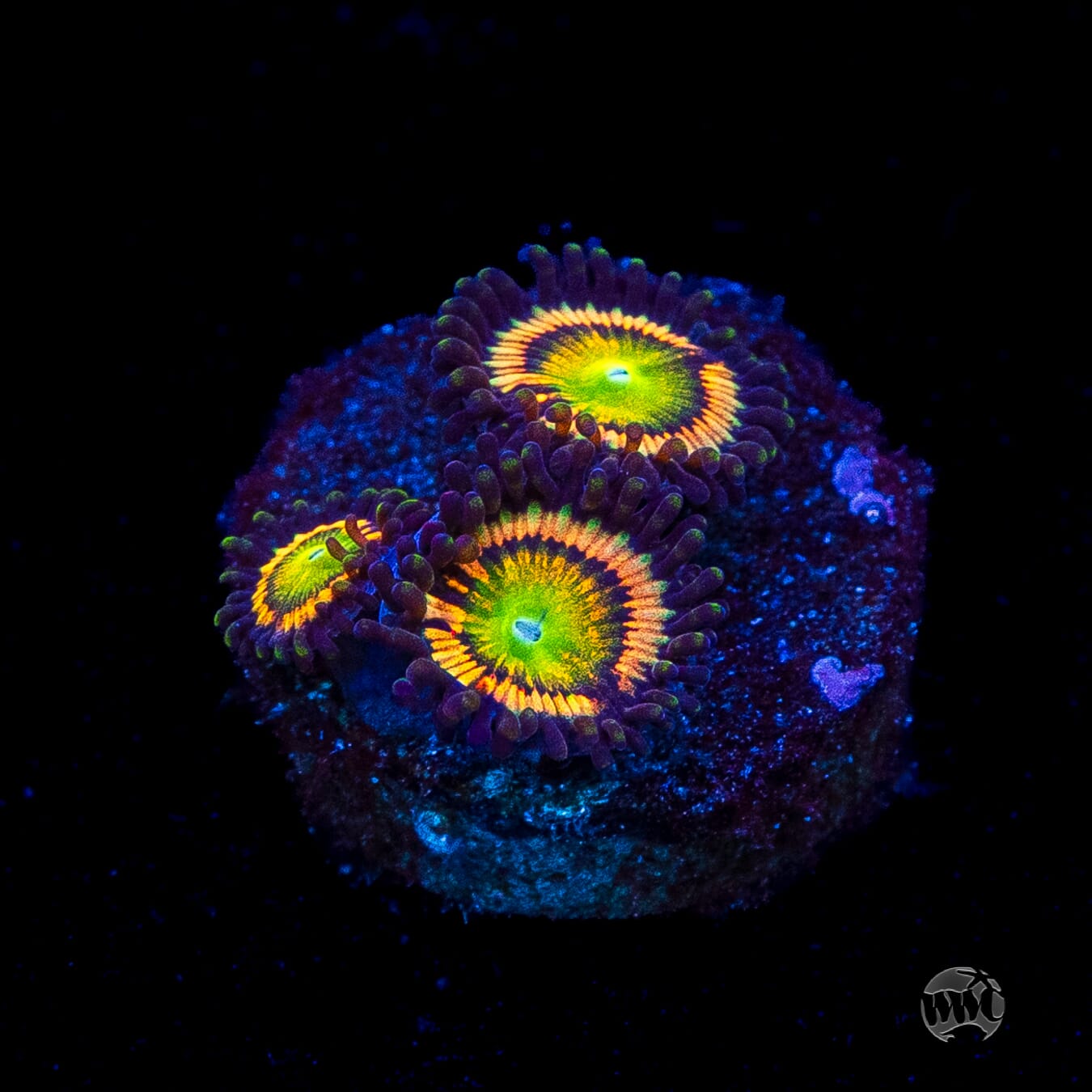Citrus Cooler Zoanthids