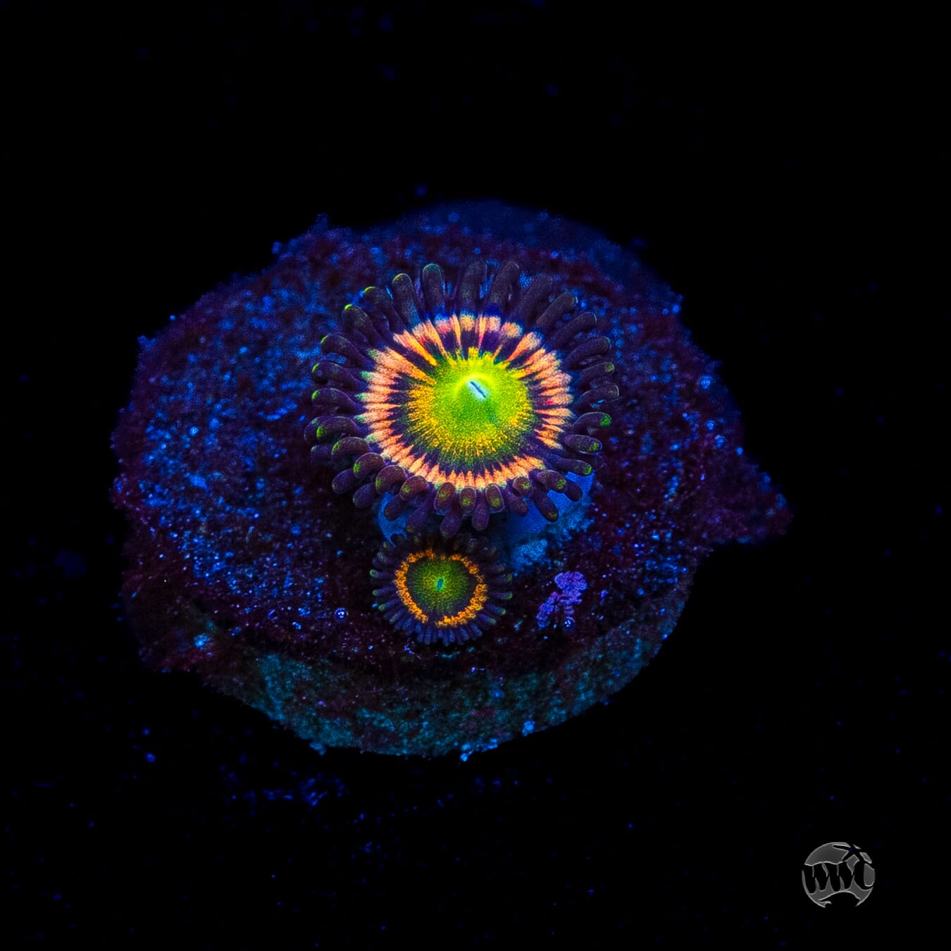 Citrus Cooler Zoanthids