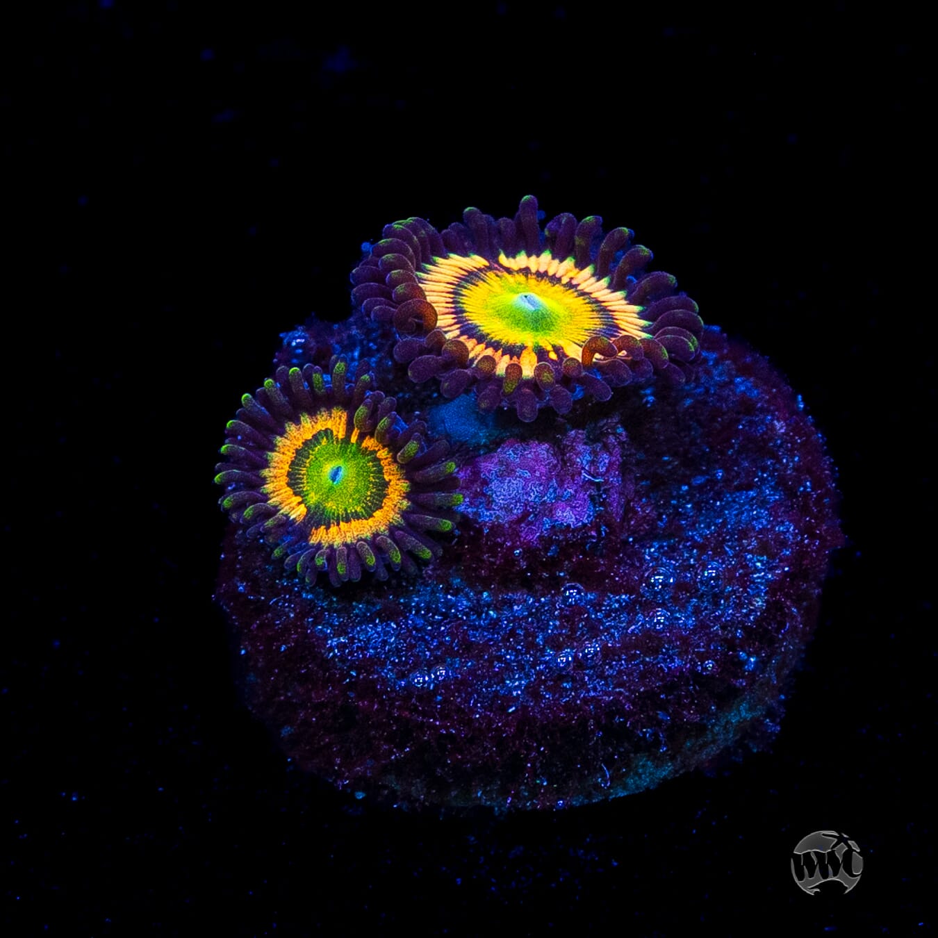 Citrus Cooler Zoanthids