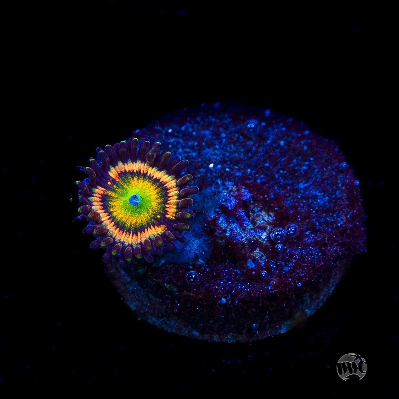 Citrus Cooler Zoanthids
