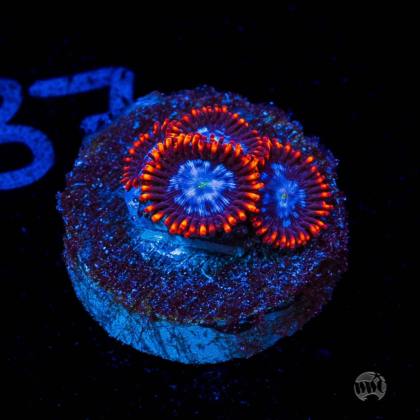 Fire and Ice Zoanthids