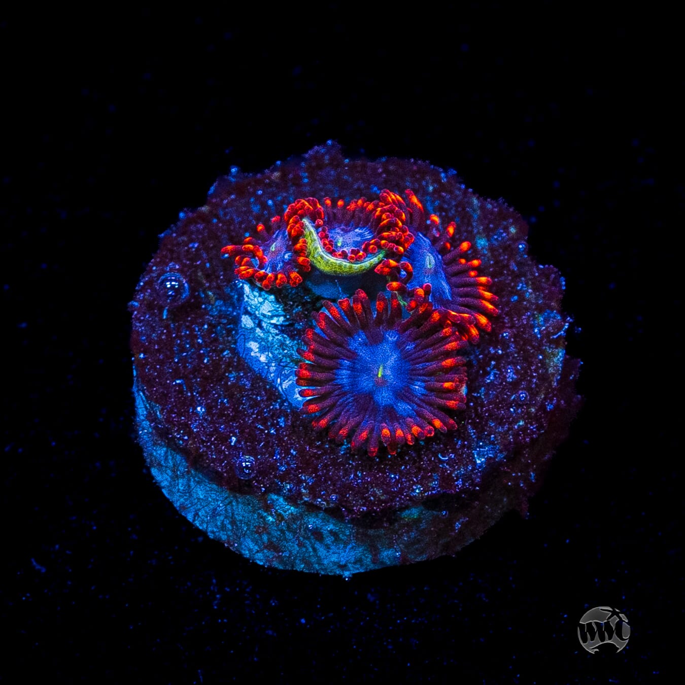 Fire and Ice Zoanthids