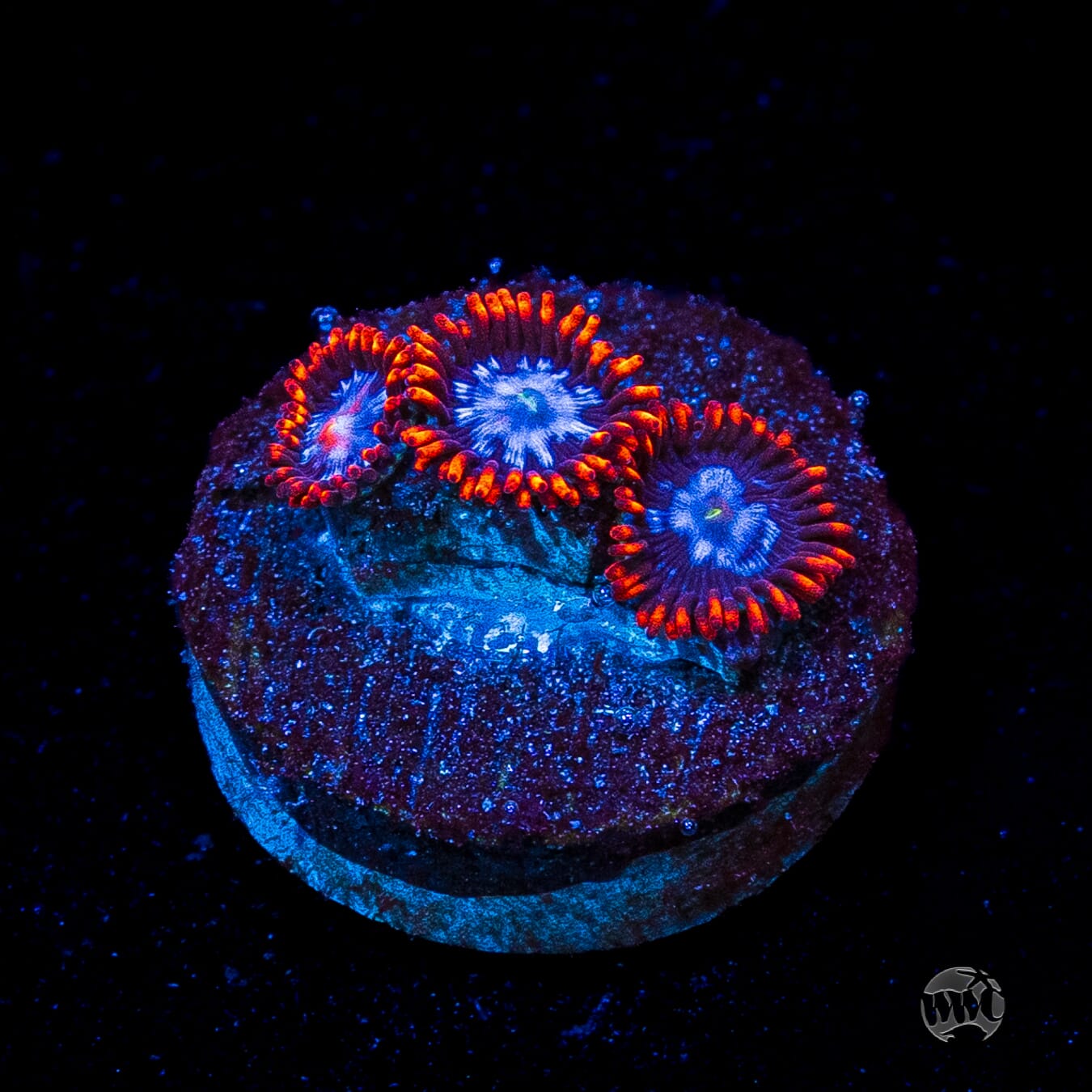 Fire and Ice Zoanthids