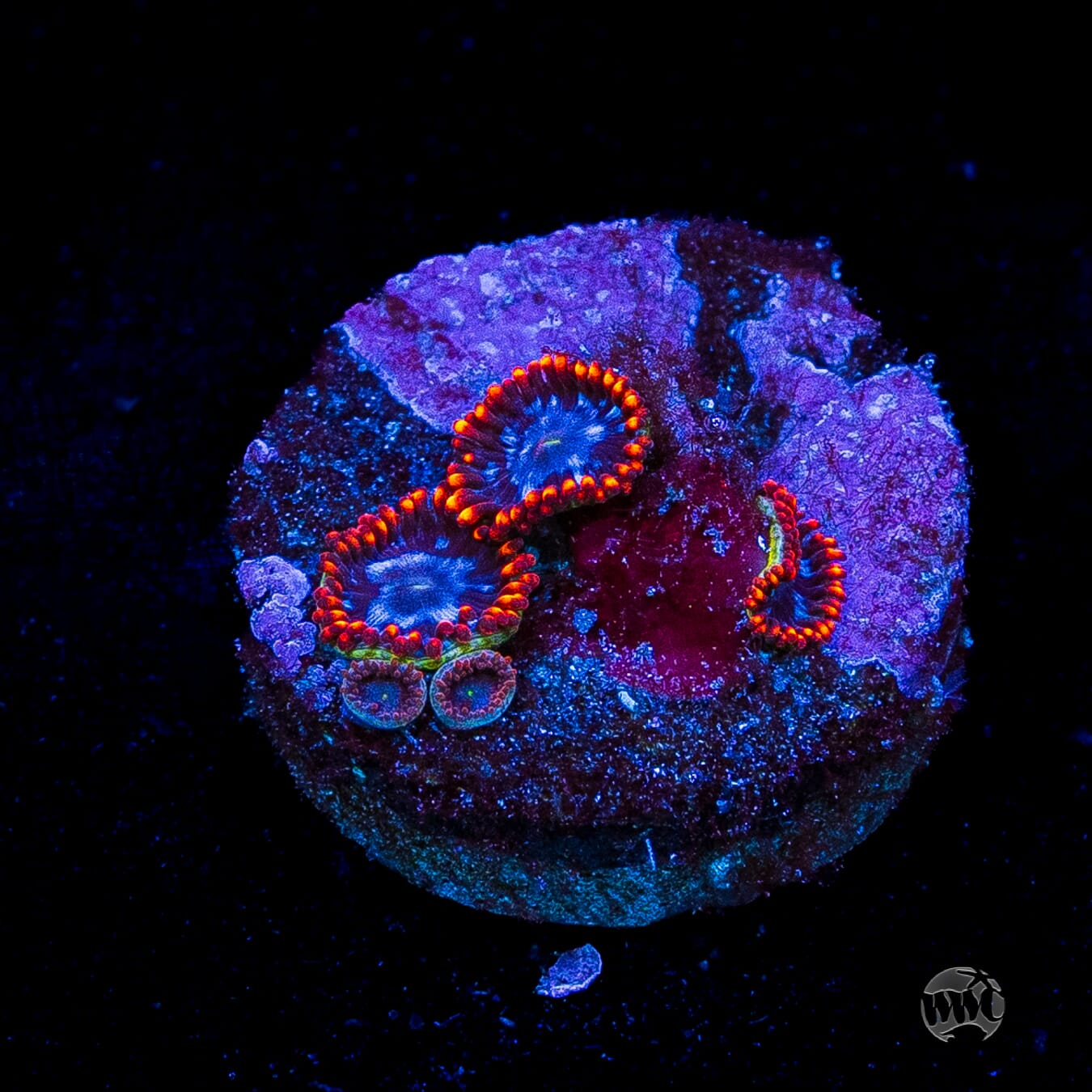 Fire and Ice Zoanthids