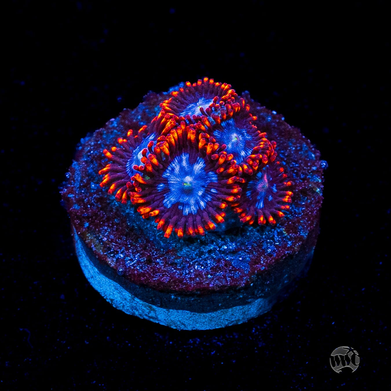 Fire and Ice Zoanthids