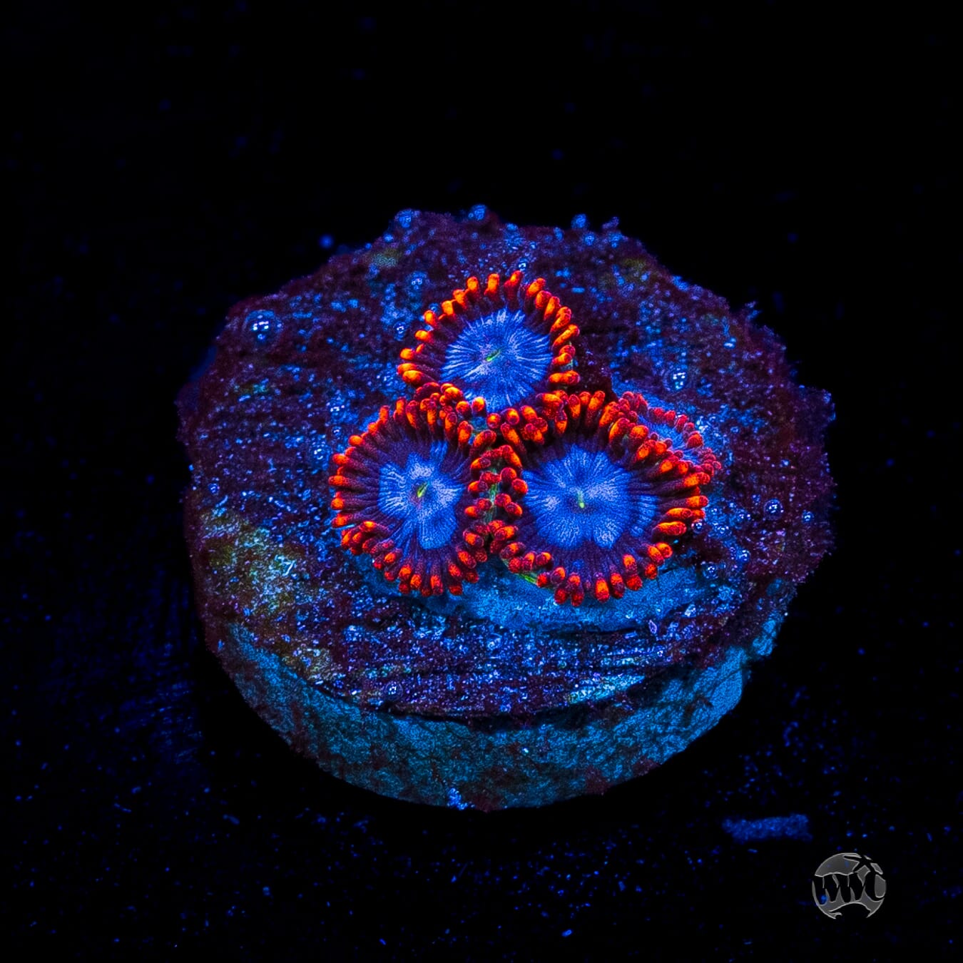 Fire and Ice Zoanthids