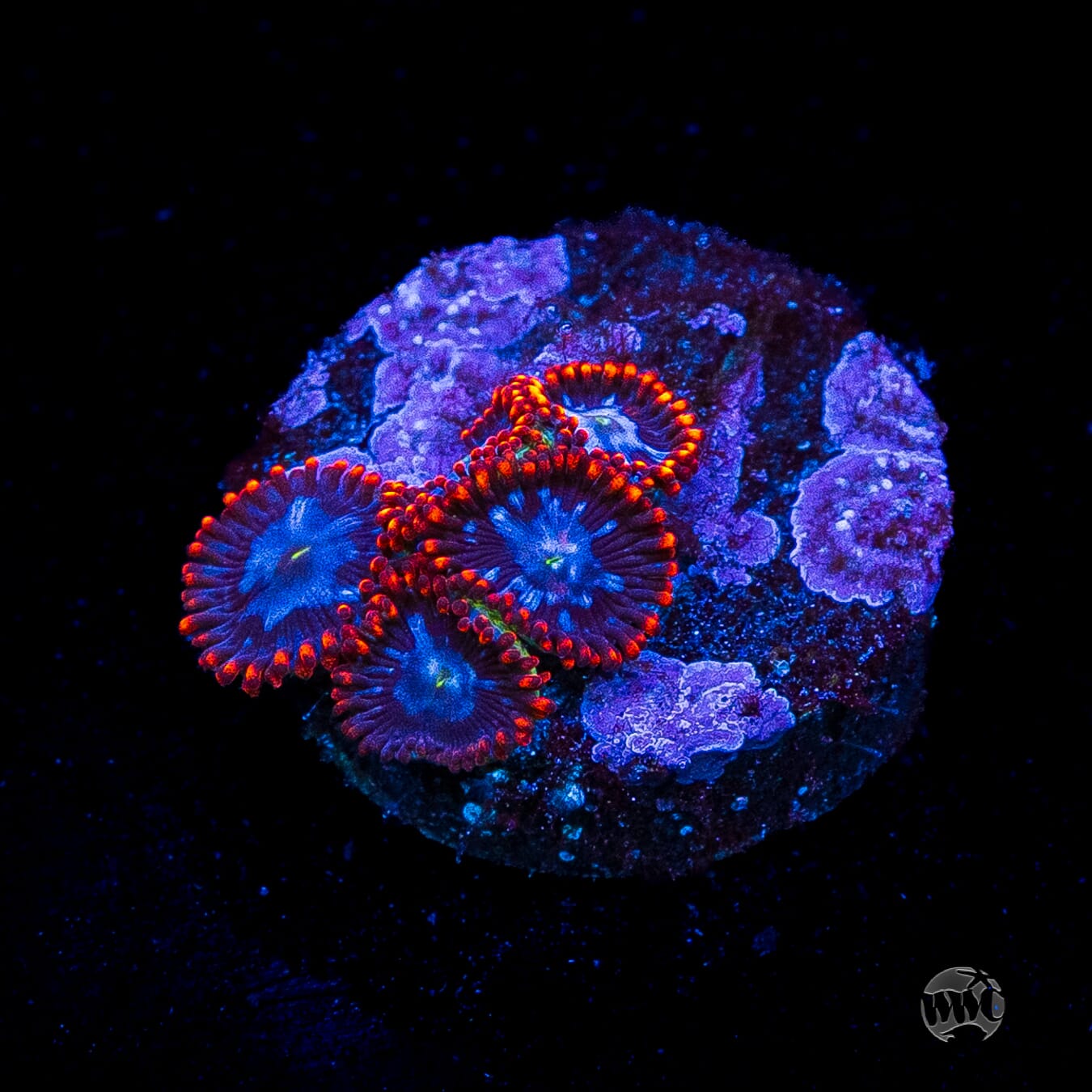 Fire and Ice Zoanthids