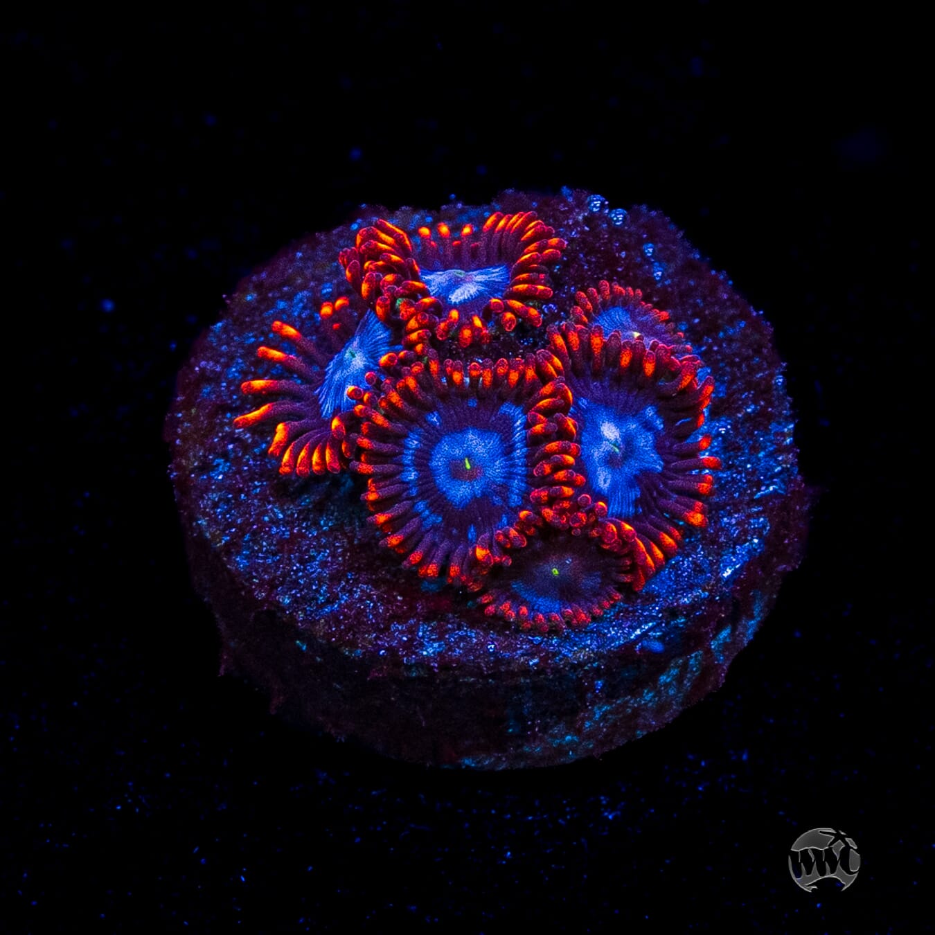 Fire and Ice Zoanthids