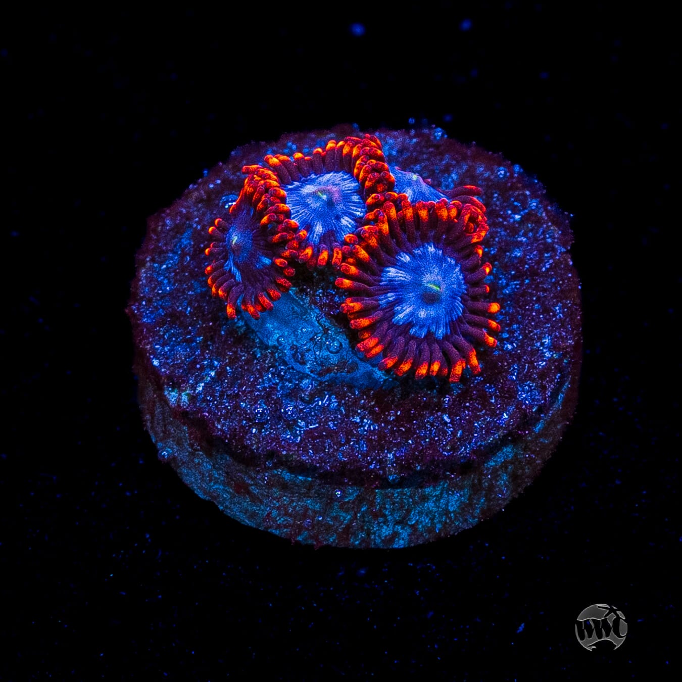 Fire and Ice Zoanthids
