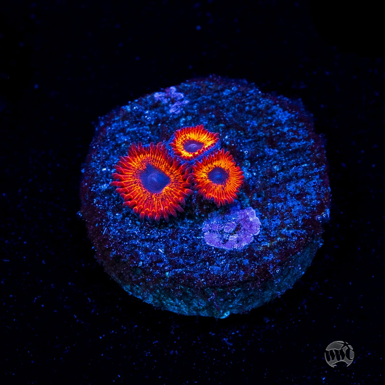 Kedds Reds Zoanthids