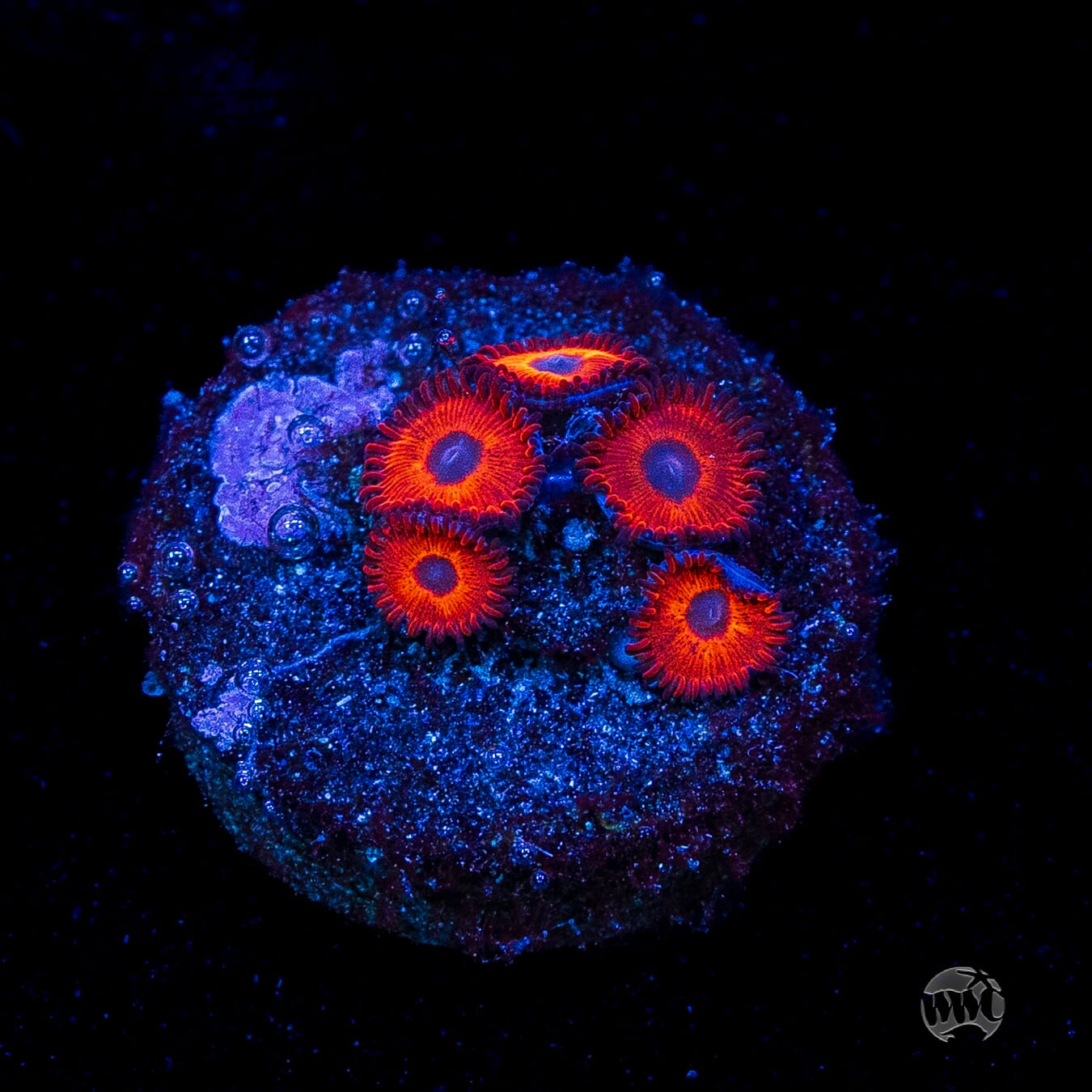 Kedds Reds Zoanthids