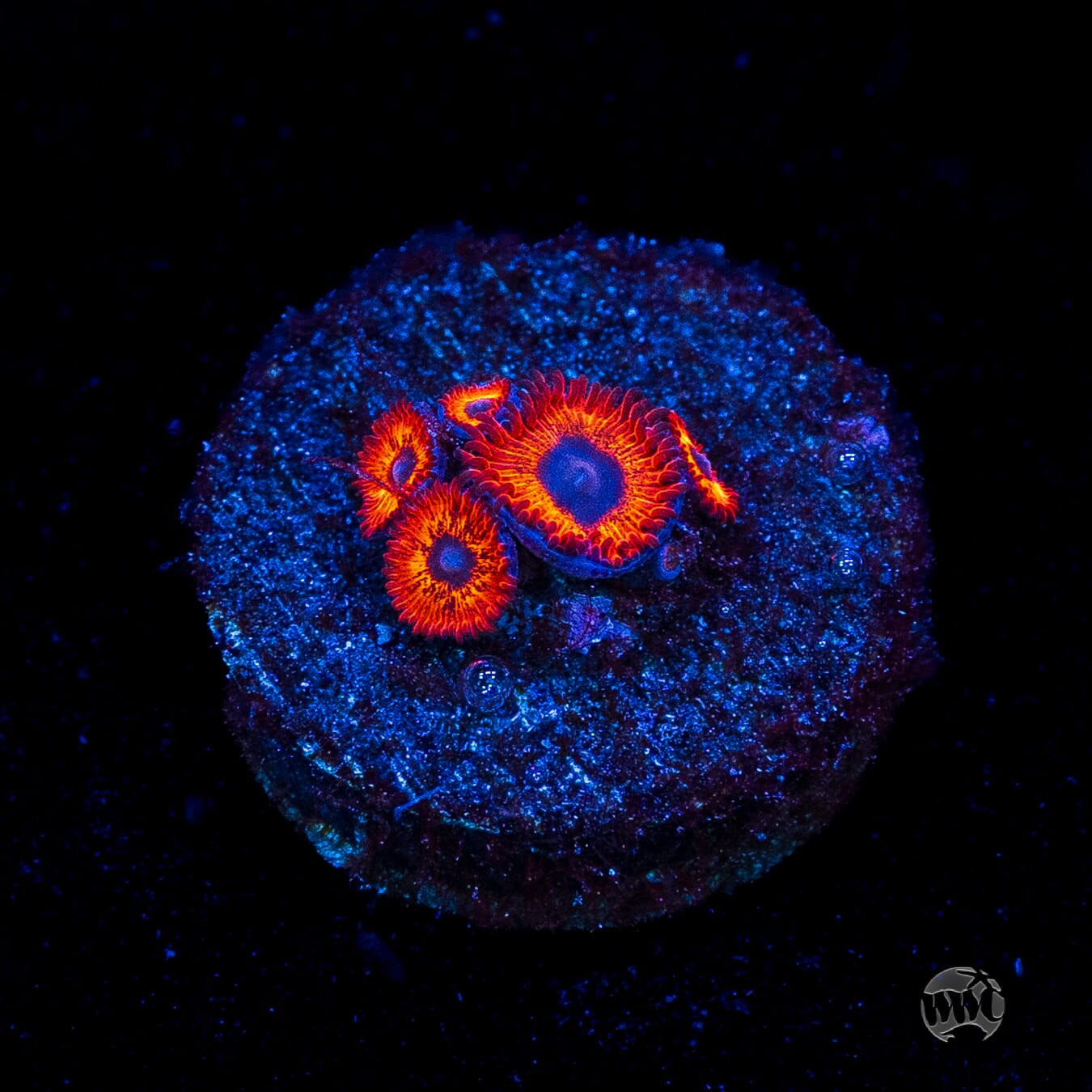 Kedds Reds Zoanthids