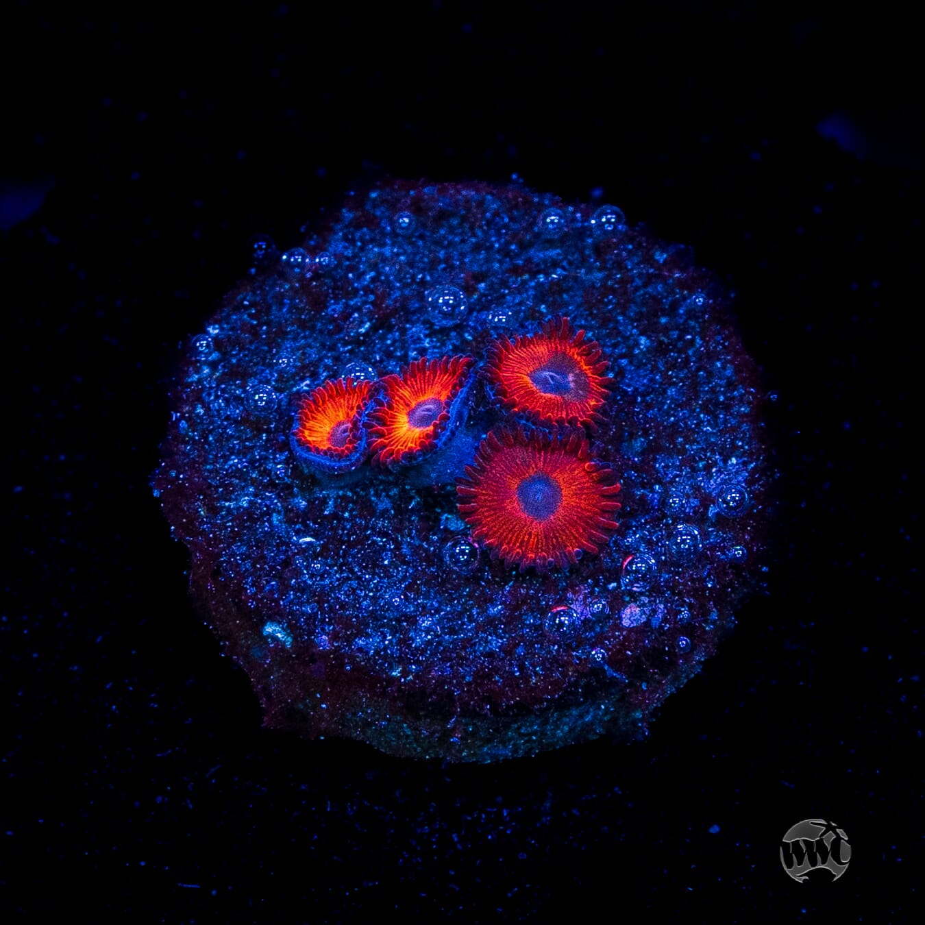 珊瑚のディッシュ Kedds Reds Zoanthids