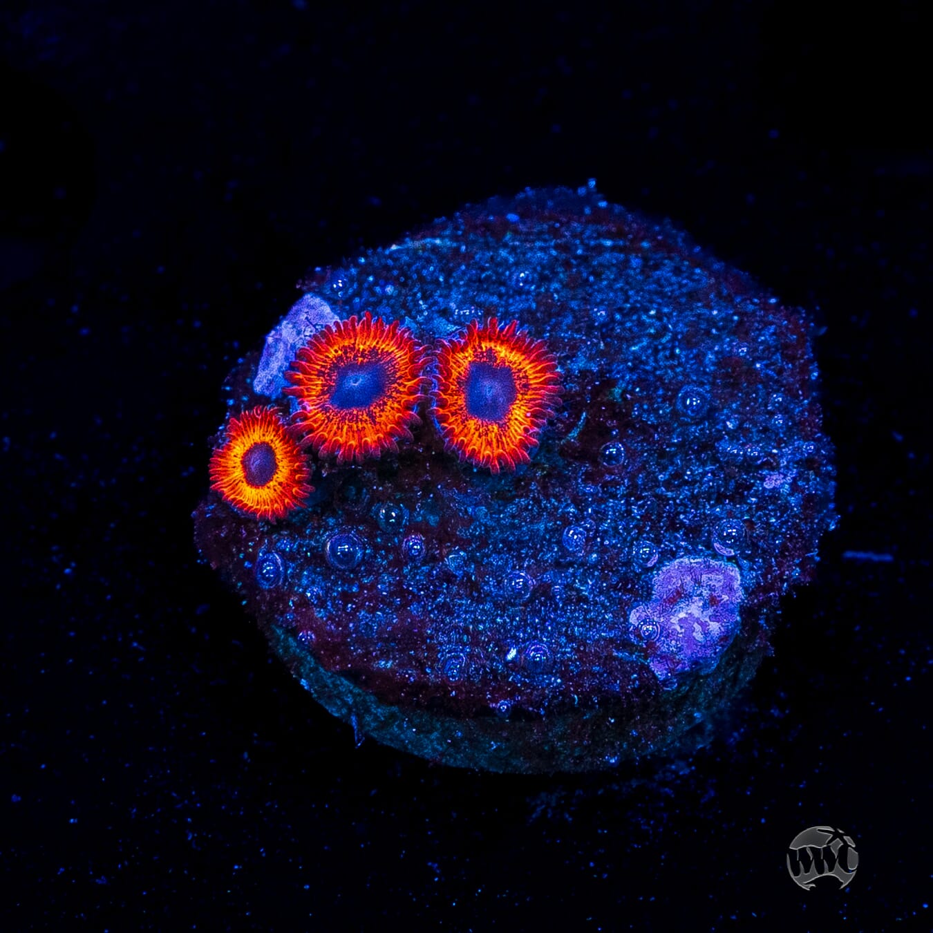 Kedds Reds Zoanthids