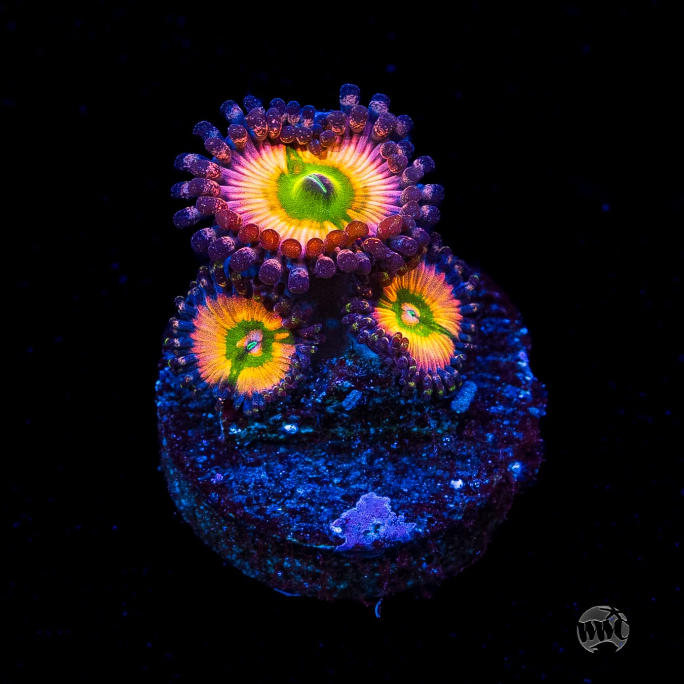 Tyree Rainbow Infusion Zoanthids