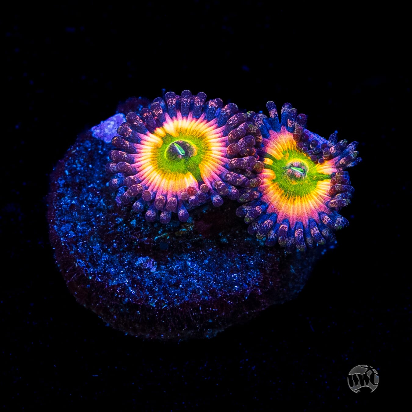 Tyree Rainbow Infusion Zoanthids