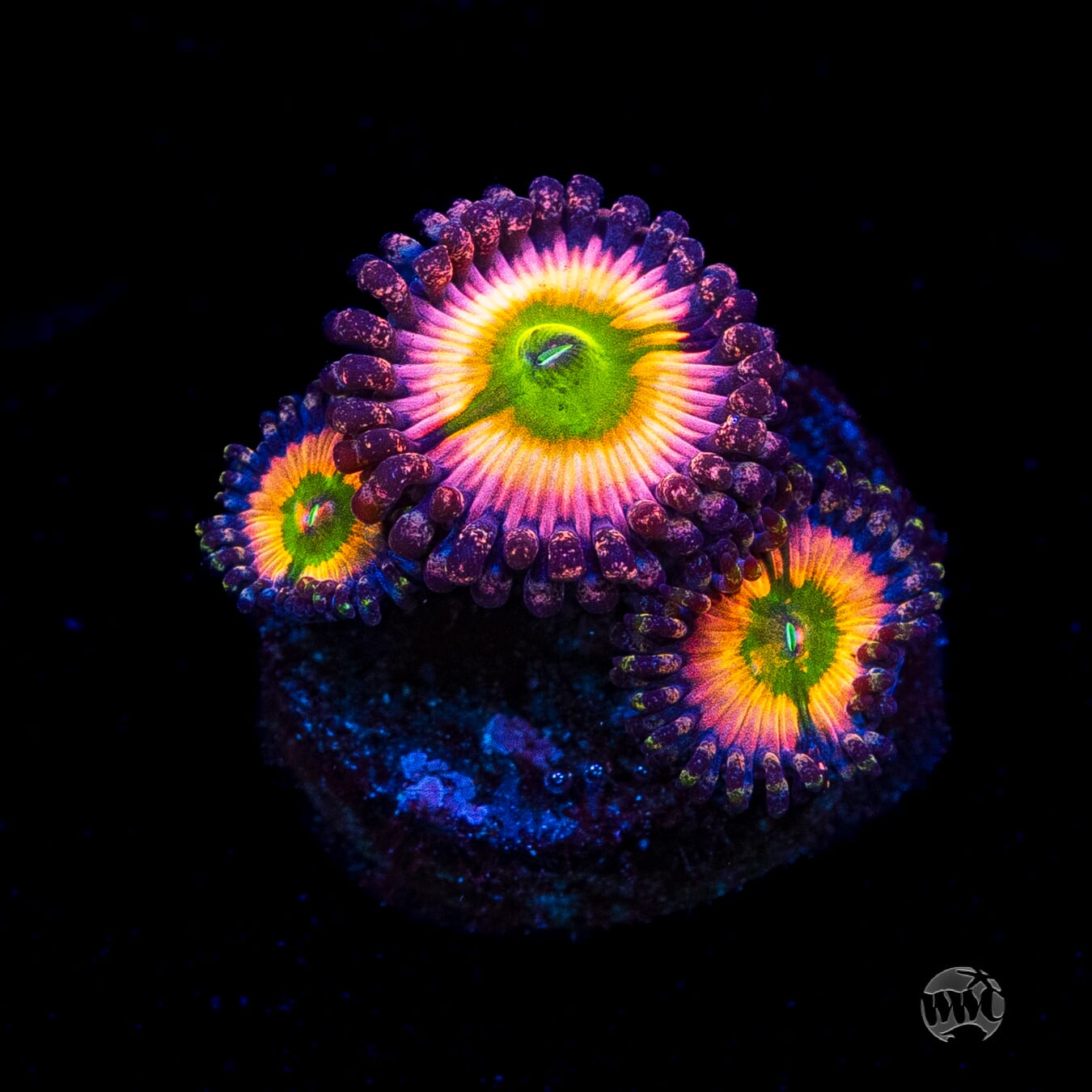 Tyree Rainbow Infusion Zoanthids
