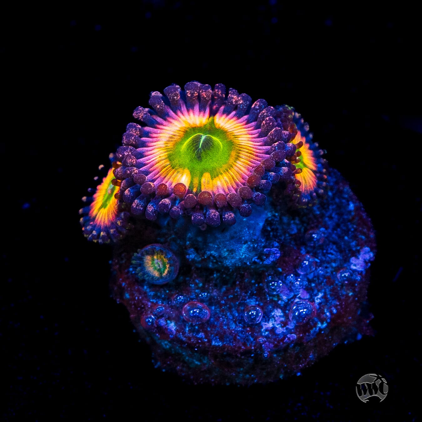 Tyree Rainbow Infusion Zoanthids