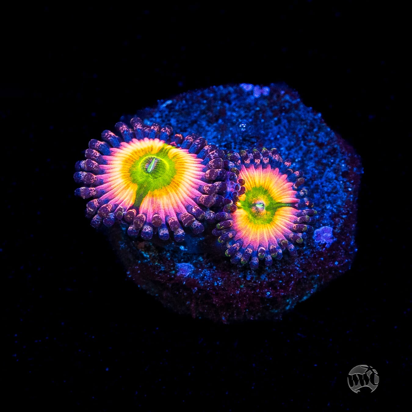 Tyree Rainbow Infusion Zoanthids