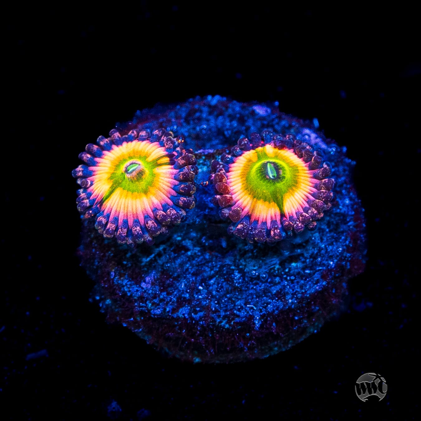 Tyree Rainbow Infusion Zoanthids